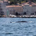 玛丽之家旅馆 住宿加早餐酒店 的里雅斯特