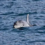 玛丽之家旅馆 住宿加早餐酒店 的里雅斯特