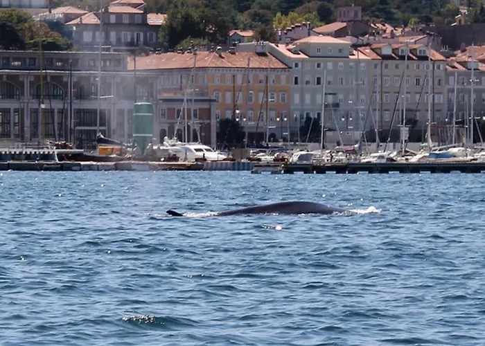 Mary Poppins's House Bed & Breakfast Trieste