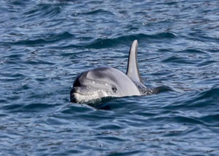 Mary Poppins's House Bed & Breakfast Trieste